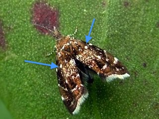 Prochoreutis sp.  (Choreutidae) - da identificare